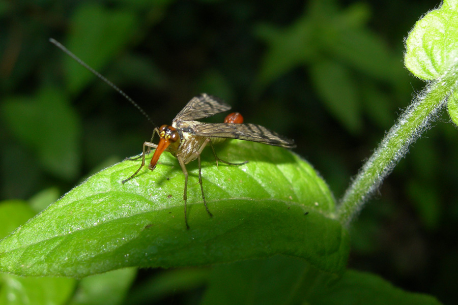 Panorpa communis